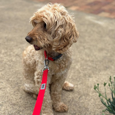 ziipupp | DOG LEADS & COLLARS | ECO FRIENDLY