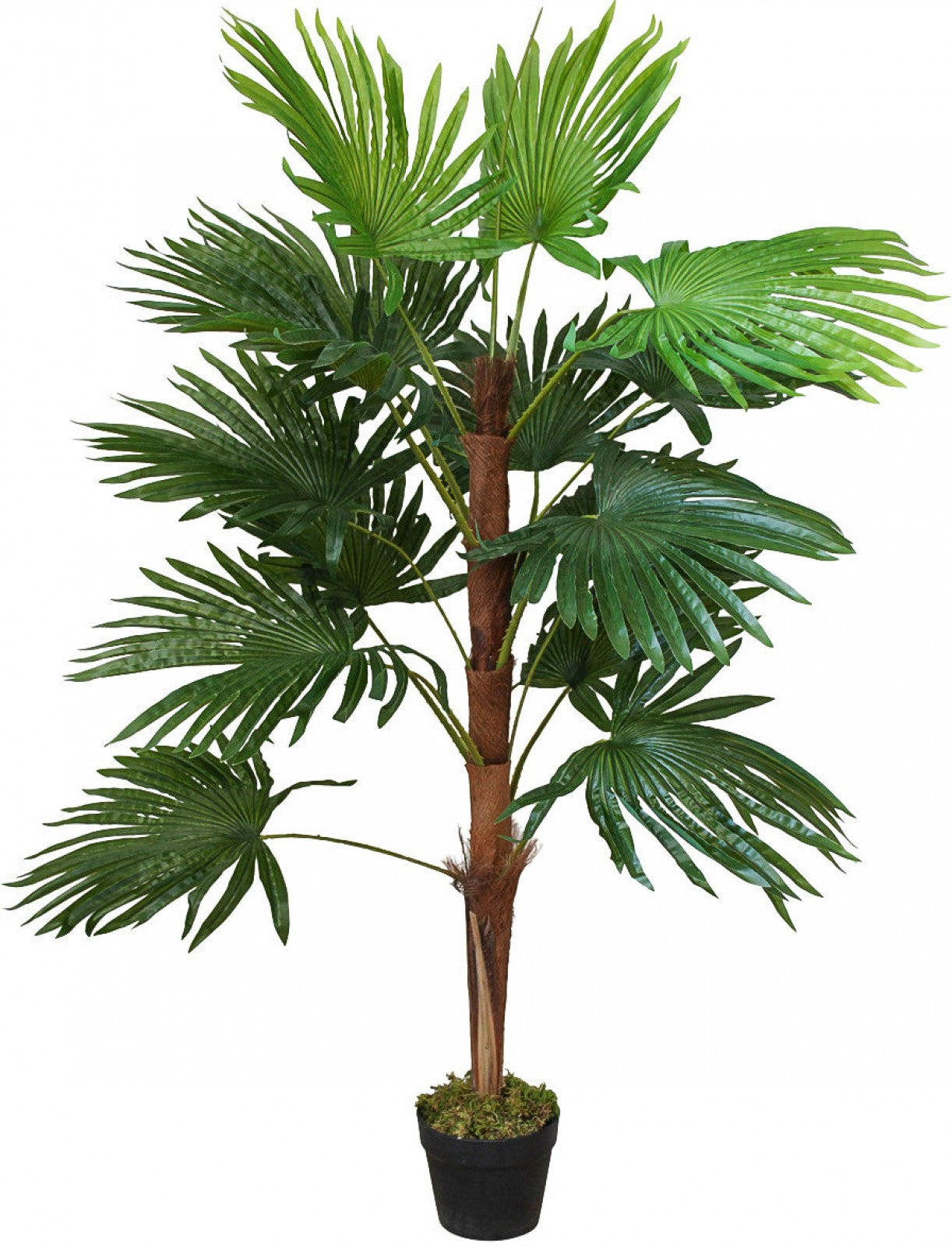 INDOOR PLANT - Fan Palm